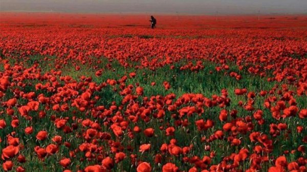  عکس بهاری برای پروفایل