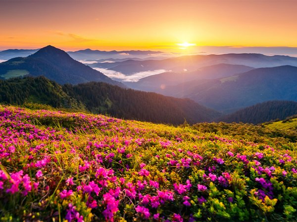  عکس بهاری برای پروفایل