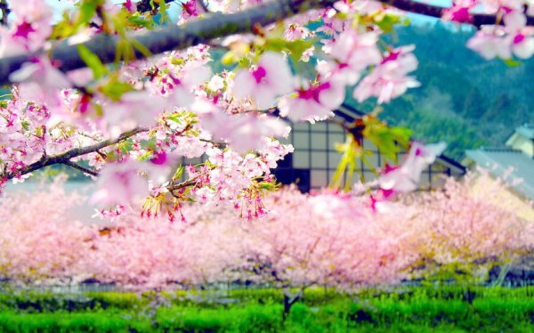  عکس بهاری برای پروفایل