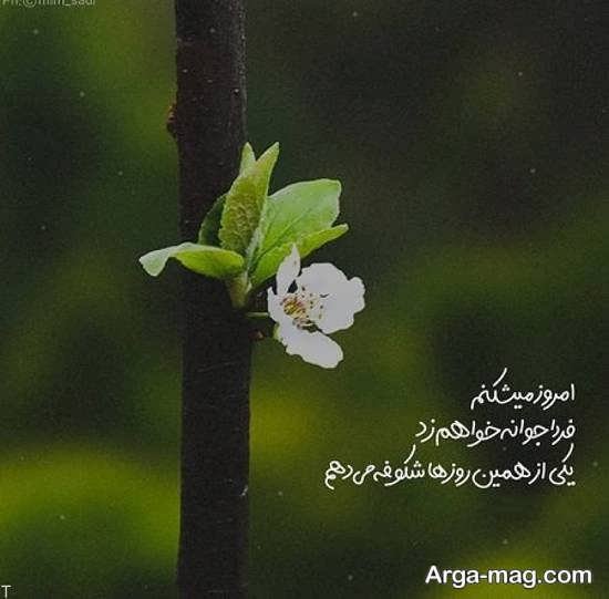  عکس بهاری عاشقانه