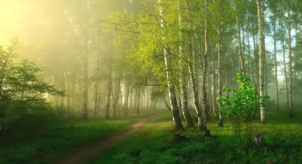  عکس طبیعت بهاری برای پروفایل