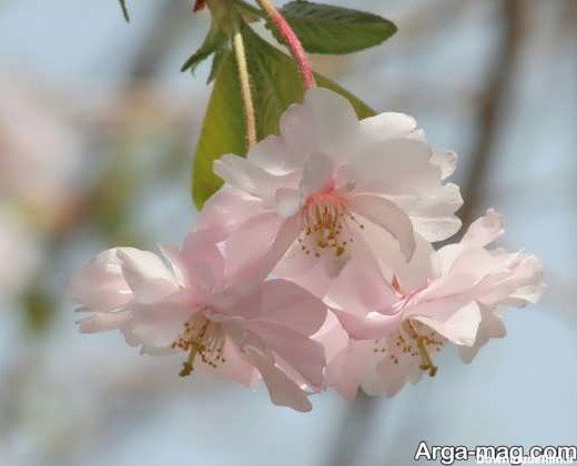  عکس پروفایل بهاری زنانه