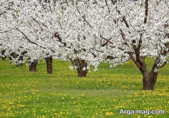  عکس بهار برای پروفایل