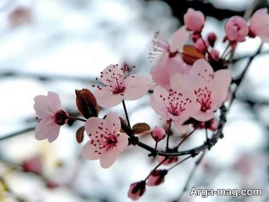  عکس بهار برای پروفایل