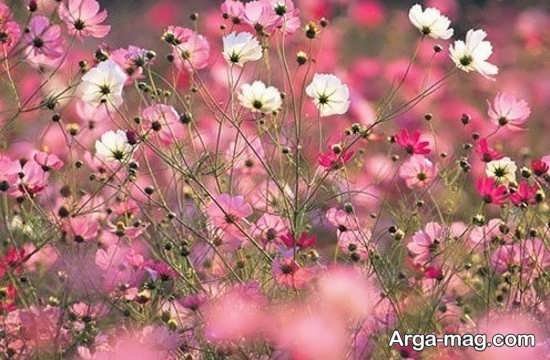  عکس بهار برای پروفایل