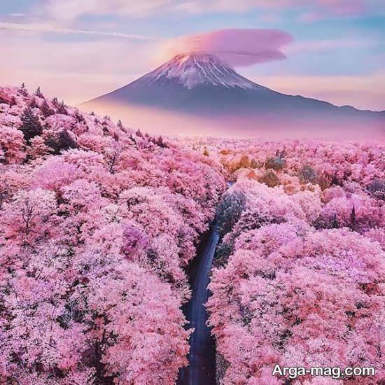  عکس بهار برای پروفایل