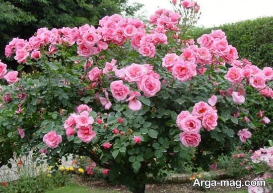  عکس بهار برای پروفایل