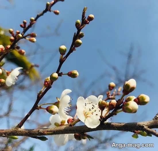  عکس بهار برای پروفایل