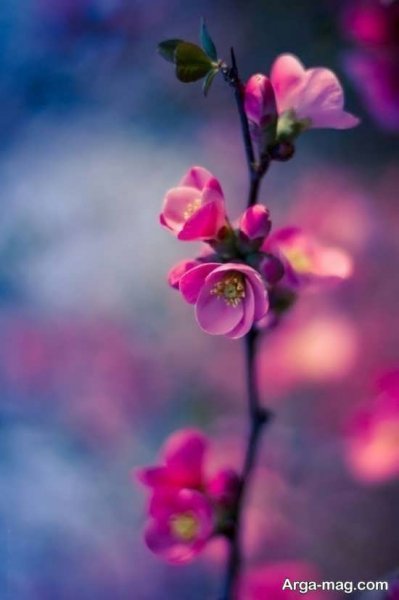  عکس بهار برای پروفایل