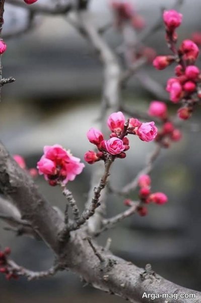  عکس بهار برای پروفایل