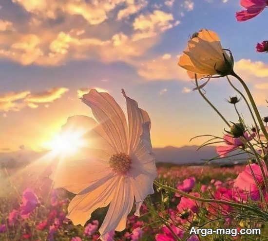  عکس بهار برای پروفایل