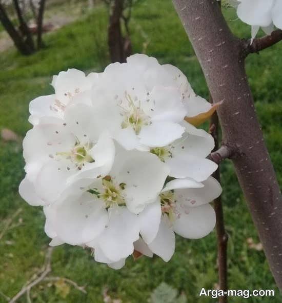  عکس بهار برای پروفایل