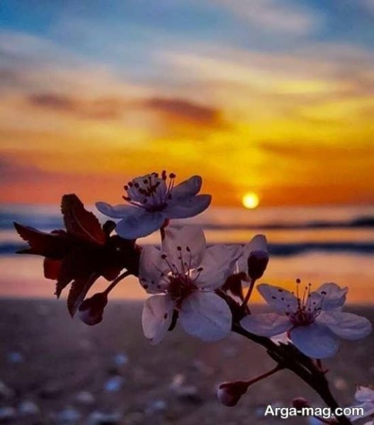  عکس بهار برای پروفایل