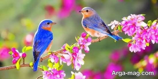  عکس بهار برای پروفایل