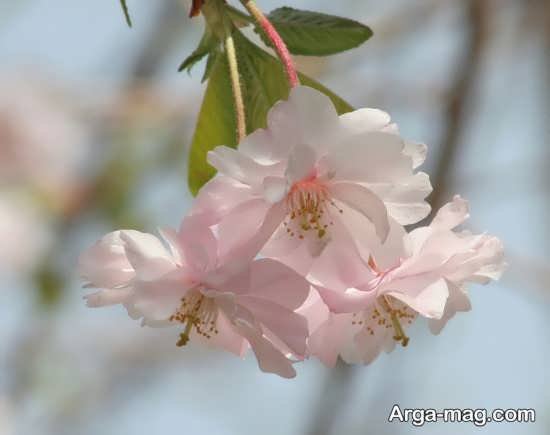  عکس بهار برای پروفایل