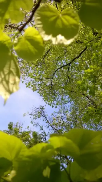 عکس درخت بهاری برای پروفایل