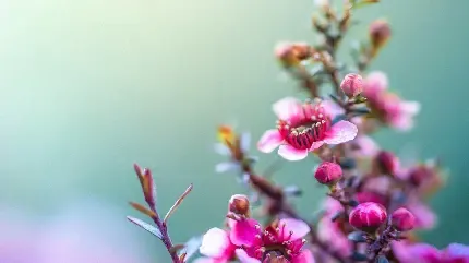  عکس درخت بهاری برای پروفایل