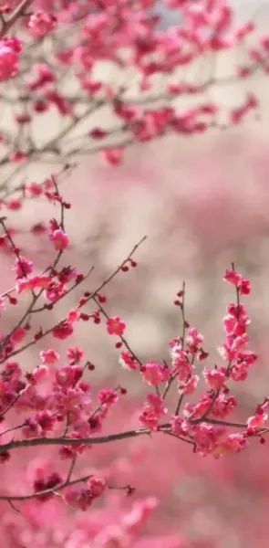  عکس درخت بهاری برای پروفایل