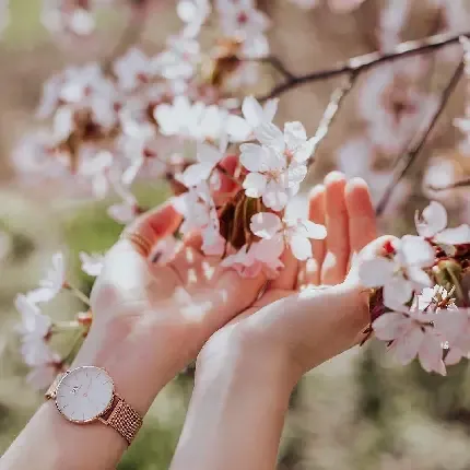  عکس درخت بهاری برای پروفایل