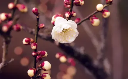  عکس درخت بهاری برای پروفایل