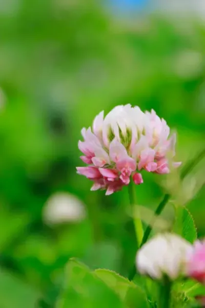  عکس درخت بهاری برای پروفایل