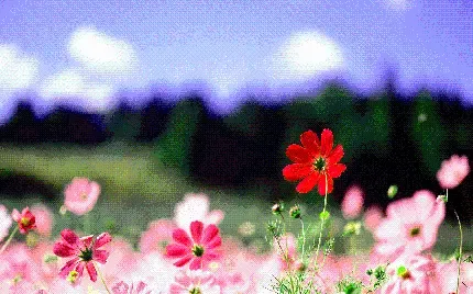  عکس درخت بهاری برای پروفایل