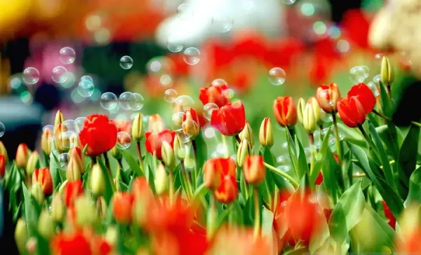  عکس شکوفه بهاری برای پروفایل