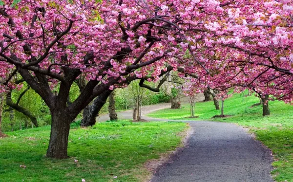  عکس شکوفه بهاری برای پروفایل