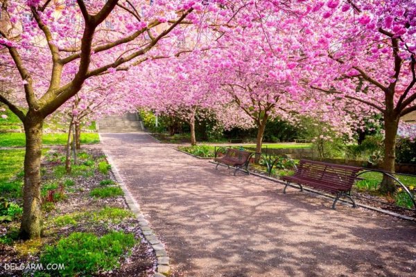  عکس شکوفه های بهاری با کیفیت بالا