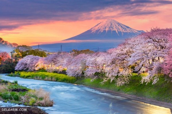  عکس شکوفه های بهاری با کیفیت بالا