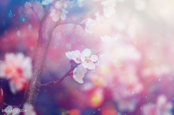  عکس شکوفه های بهاری با کیفیت بالا