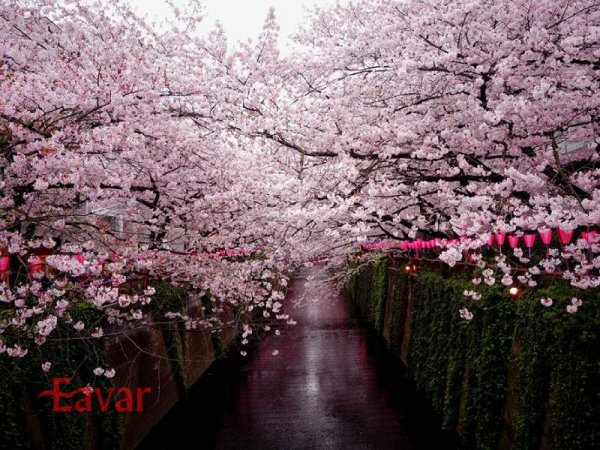  عکس شکوفه های گیلاس ژاپن