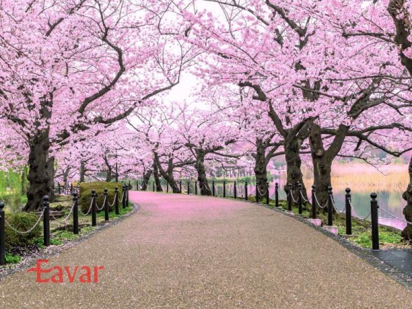  عکس شکوفه های گیلاس ژاپن