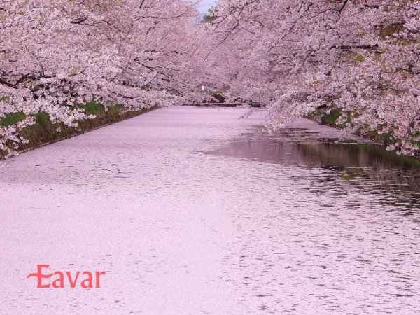  عکس شکوفه های گیلاس ژاپن