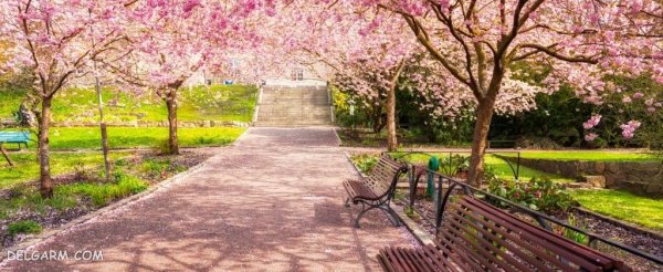  عکس شکوفه بهاری صورتی