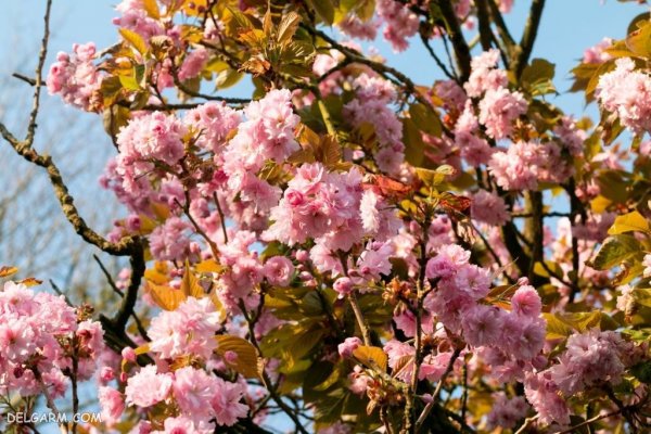  عکس شکوفه بهاری صورتی