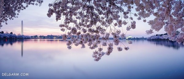  عکس شکوفه بهاری صورتی