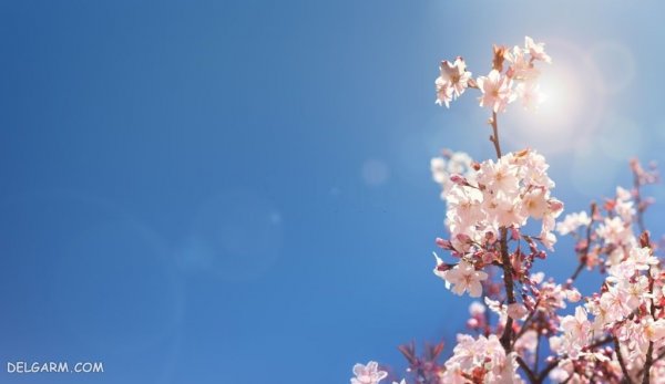  عکس شکوفه بهاری صورتی
