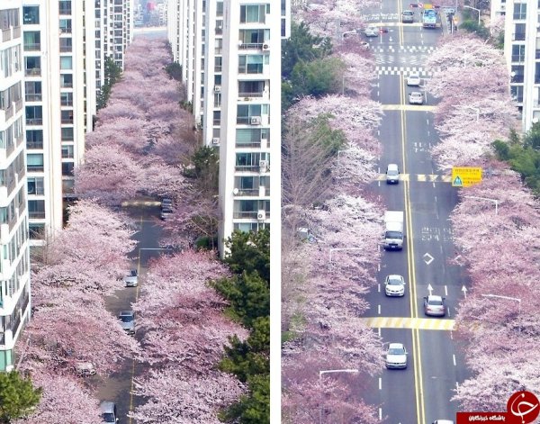  عکس شکوفه های گیلاس کره