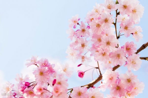  عکس درخت شکوفه دار