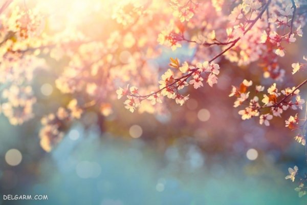  عکس درخت شکوفه دار