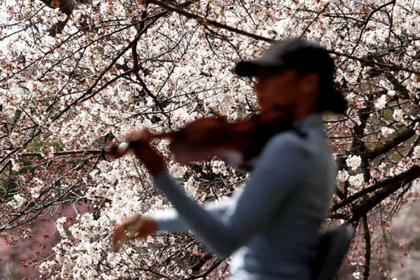 عکس شکوفه گیلاس