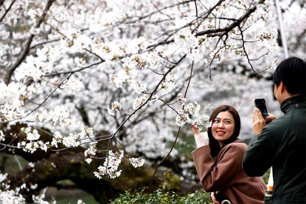  عکس شکوفه گیلاس