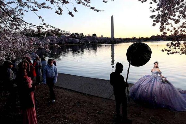  عکس شکوفه گیلاس