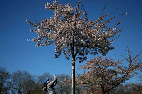  عکس شکوفه گیلاس