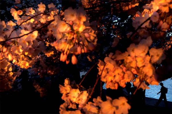  عکس شکوفه گیلاس