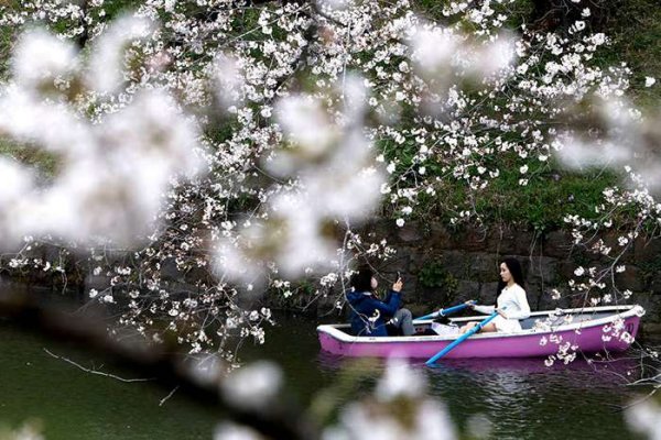  عکس شکوفه گیلاس