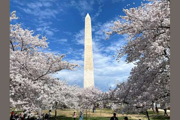  عکس شکوفه گیلاس