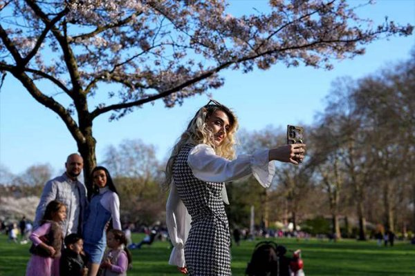  عکس شکوفه گیلاس