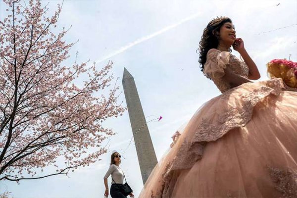  عکس شکوفه گیلاس